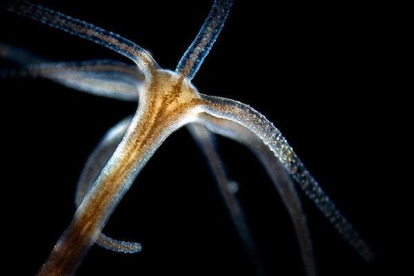 Кракен сайт официальный ссылка kraken clear com