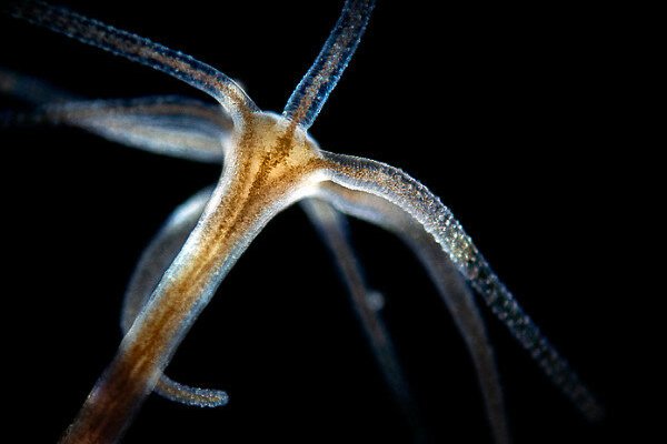 Kraken сайт покупок