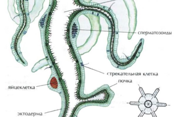 Почему не получается зайти на кракен